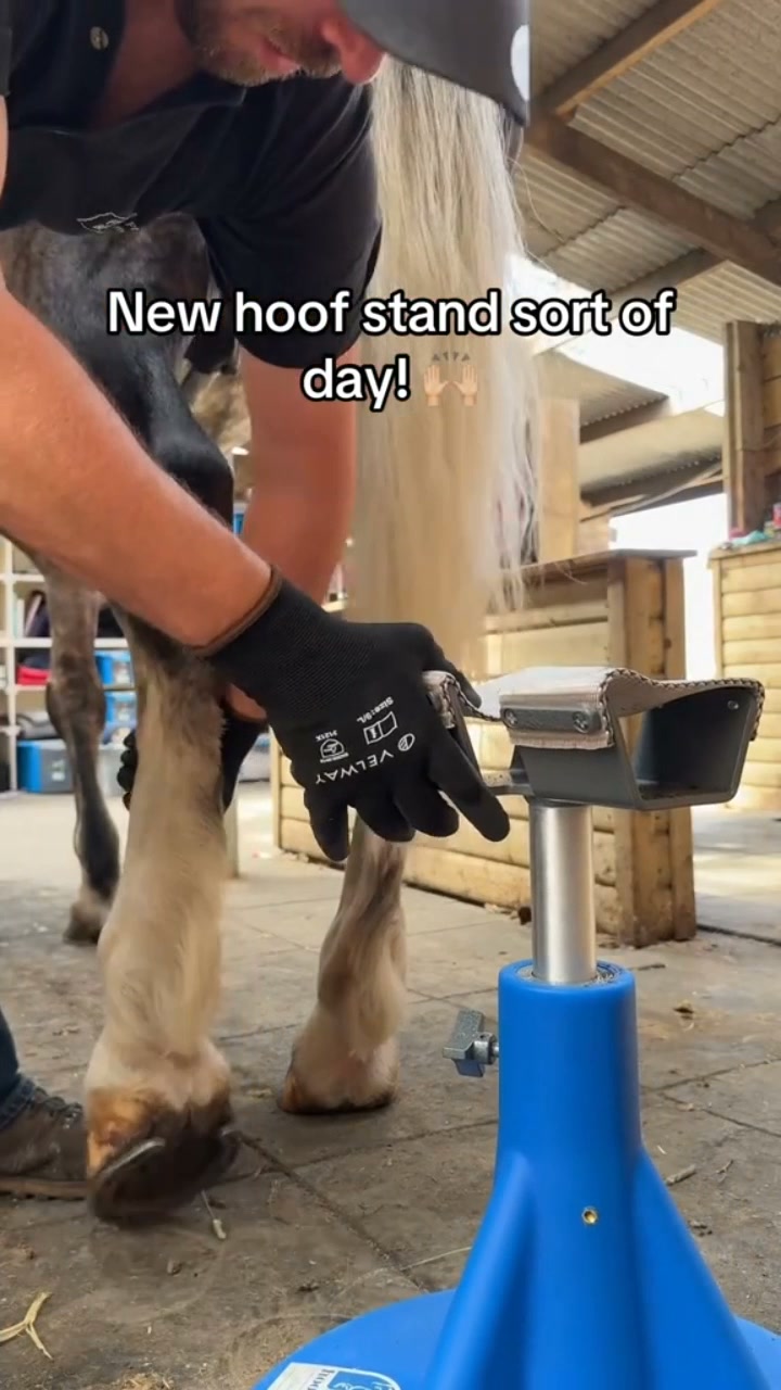 Stable Support for Every Hoof – Adjustable Hoof Stand