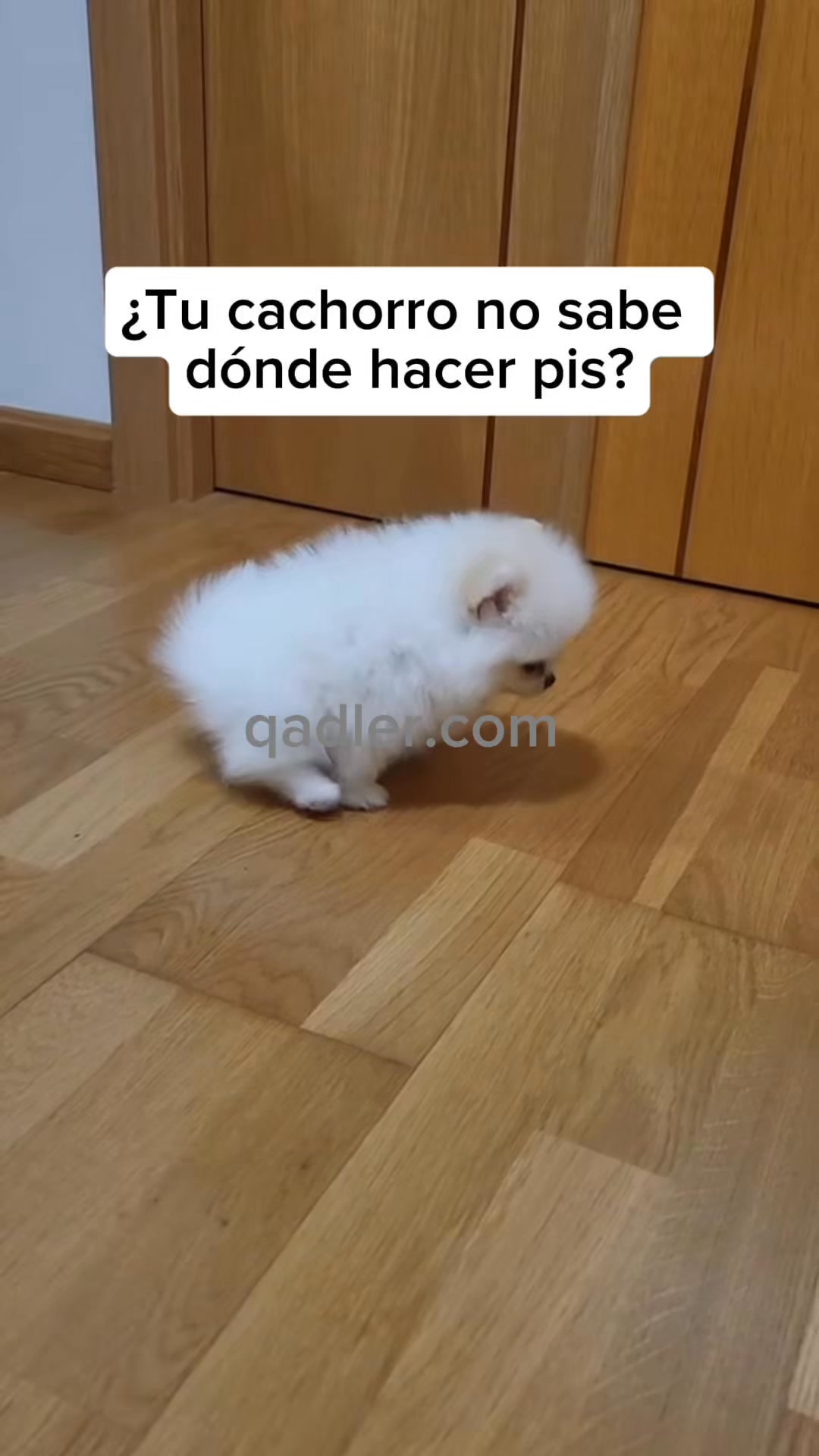 Tu perro sabrá usarlo. Desde el primer día.