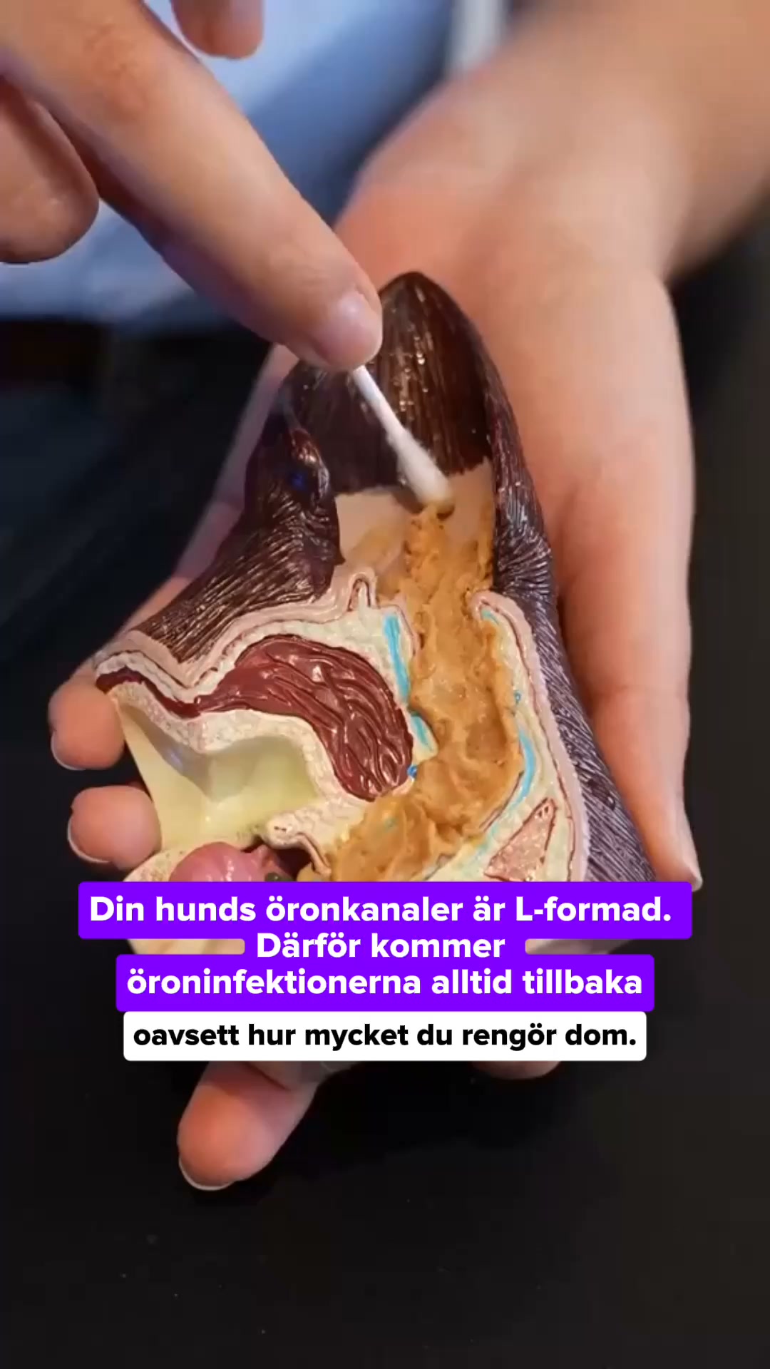 Öron, tassar och mage är samma problem