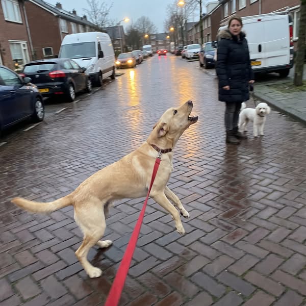Thuis de liefste, buiten niet te houden?
