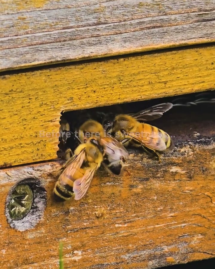 Our honey - pure nature's miracle created by the bees.