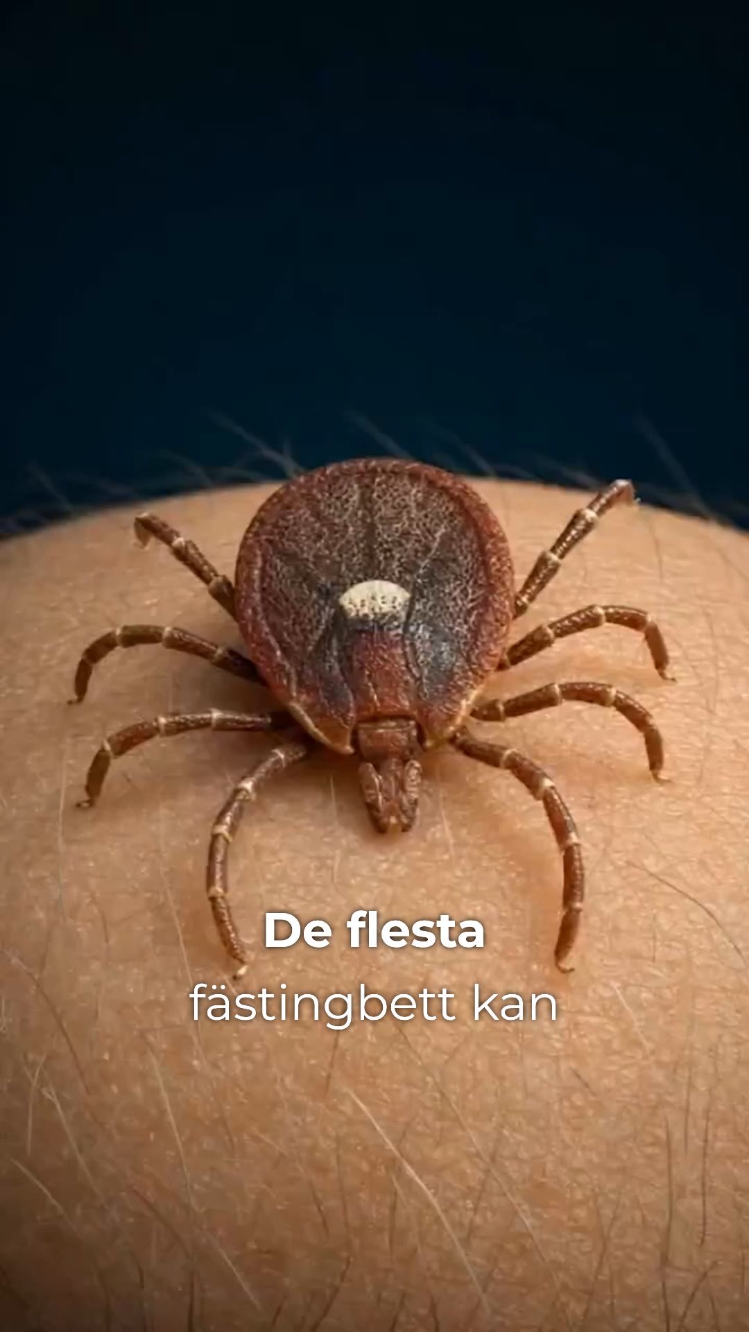 Köp en, få en gratis – fästingskydd