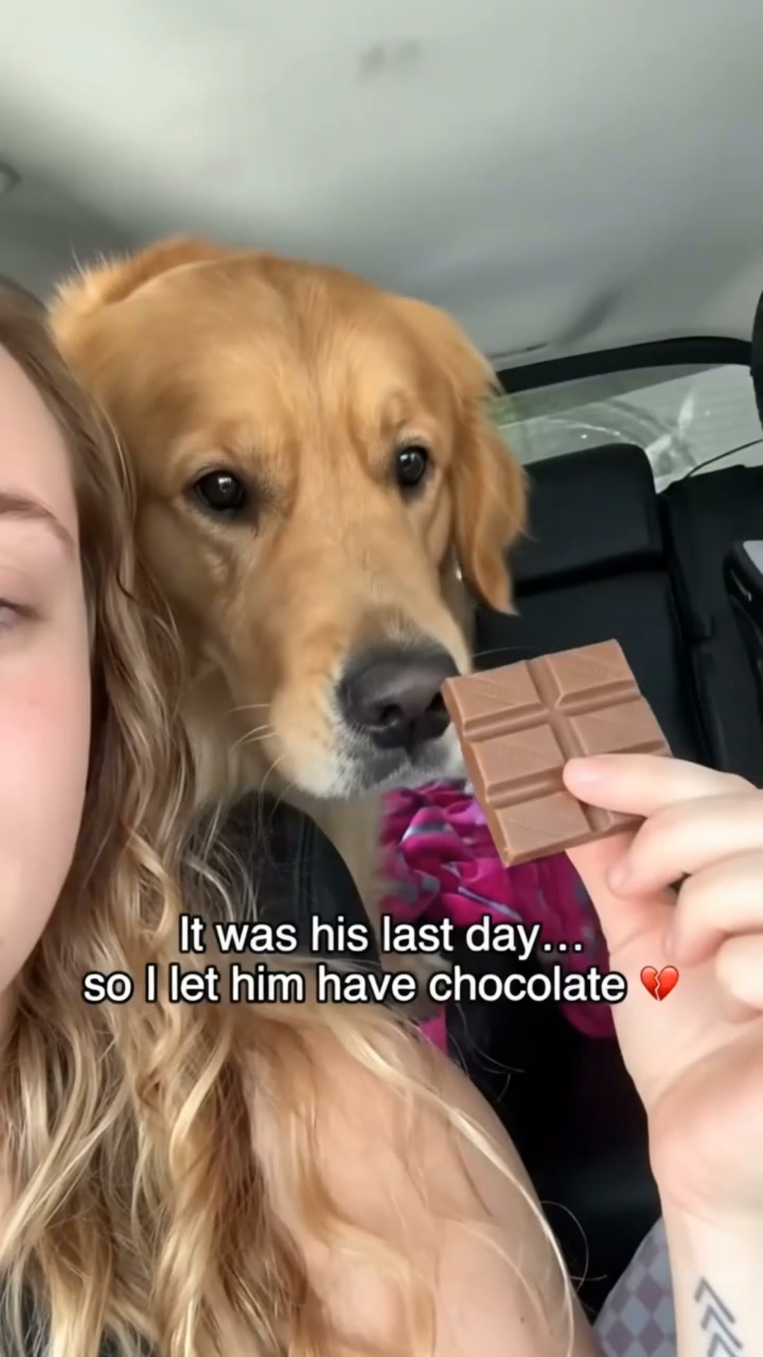 #1 Pet Memory