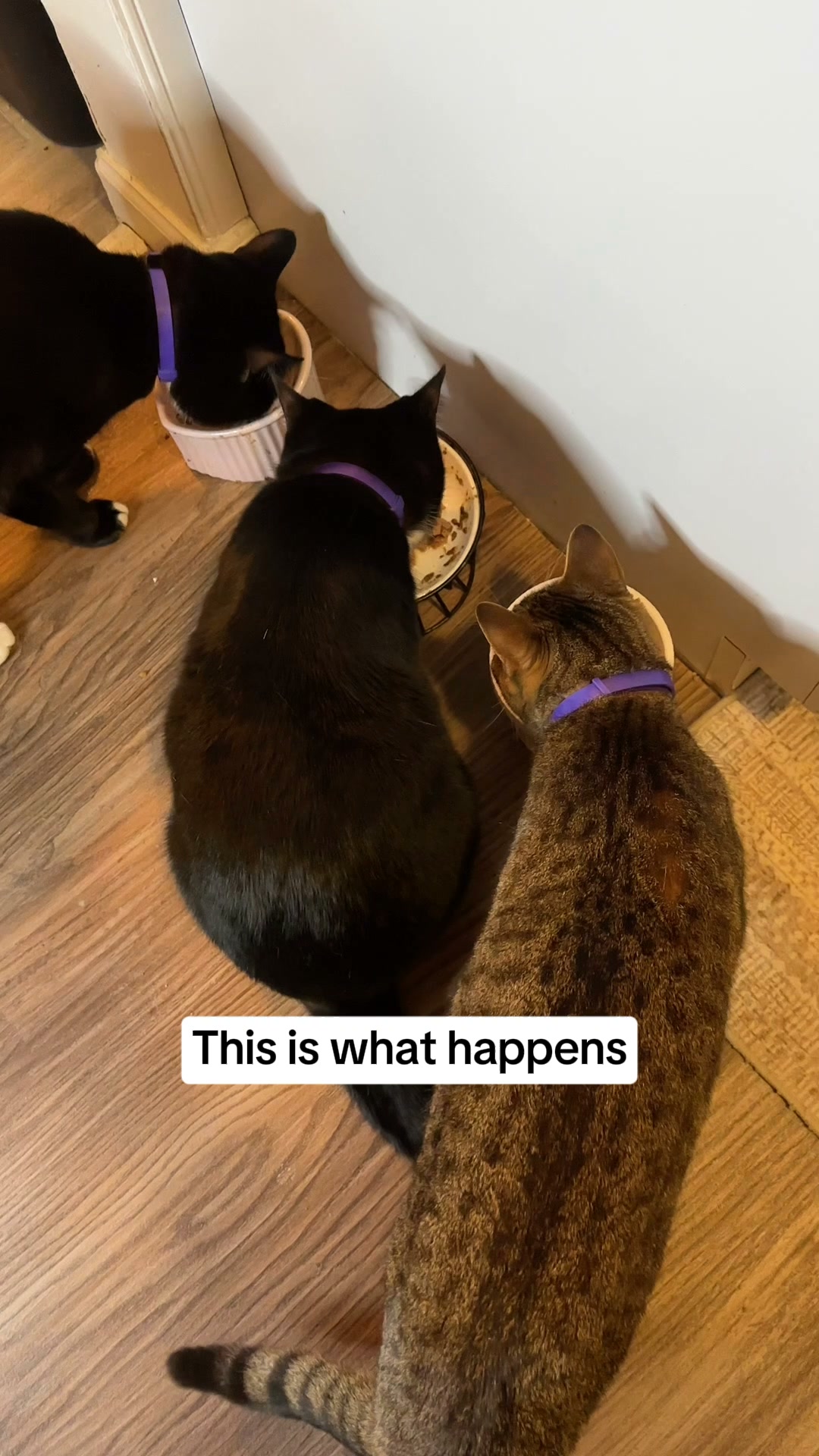 Cats Fighting? Start Here