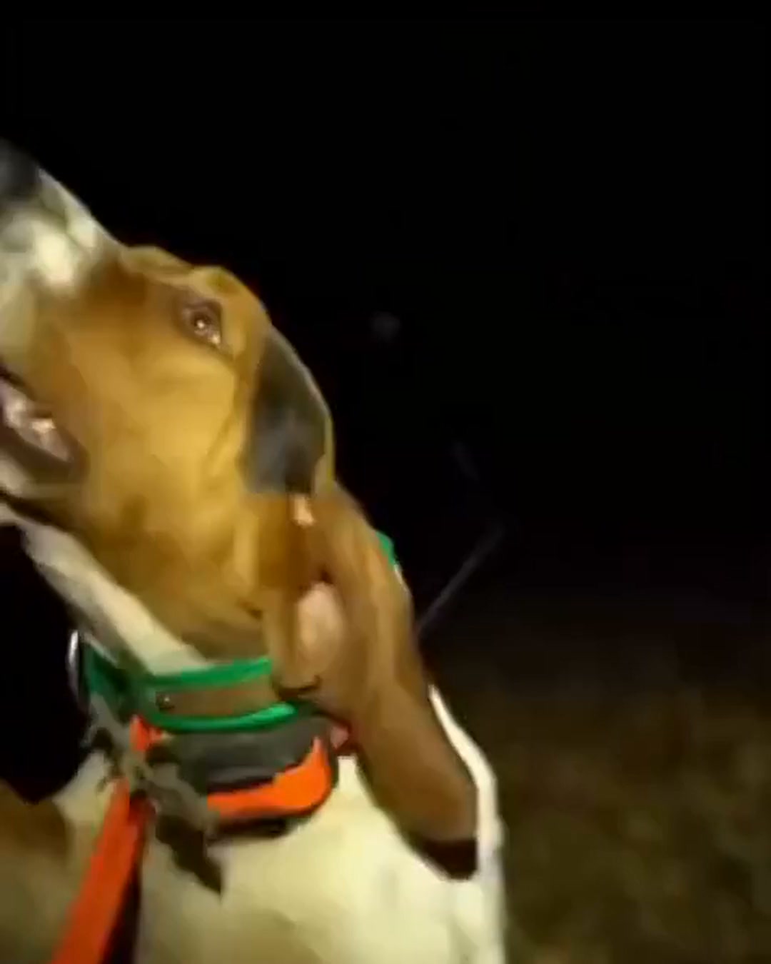 Il tuo animale in statuetta di Halloween