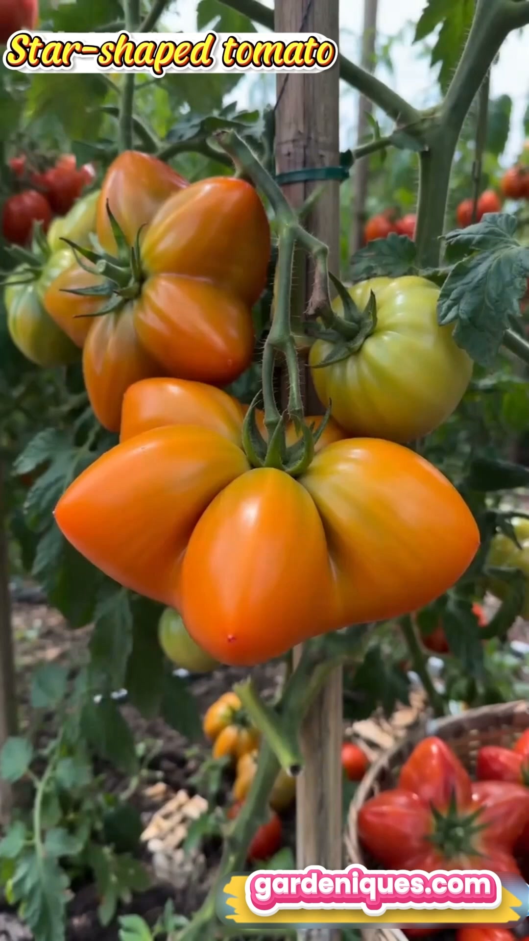 Anúncio de Gardeniques Seed Co.