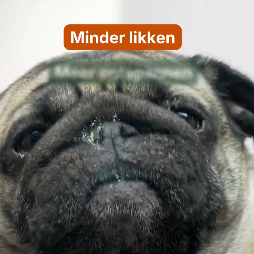 Een gelukkige hond. Een blije buik