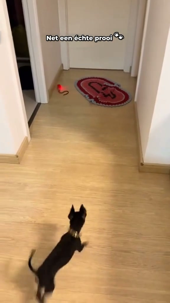 Het speeltje dat zélf met je hond speelt · Beschrijving: Vandaag 50% korting + gratis verzending