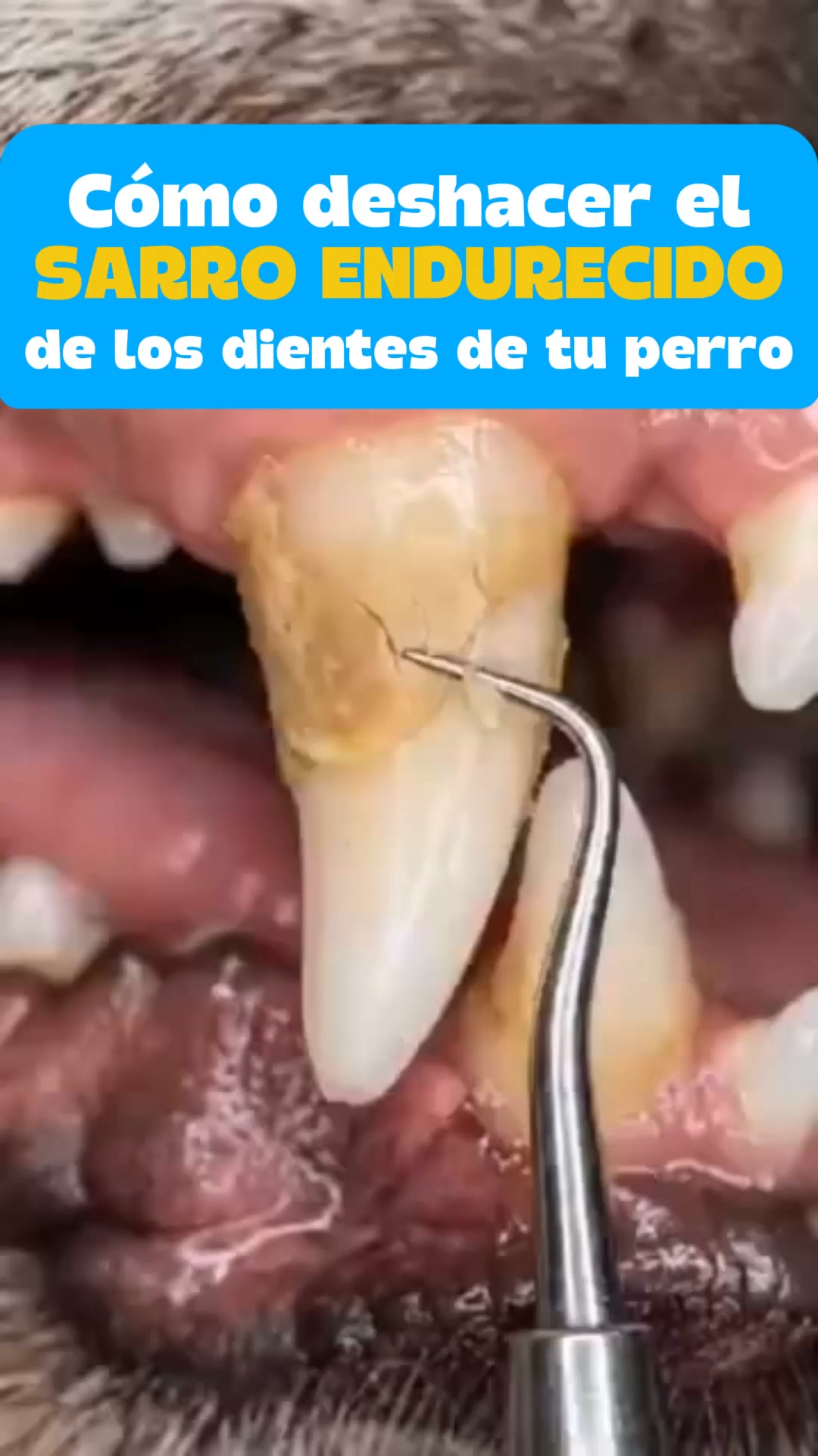 Pago Contra Reembolso - Envío Gratis 24/48h
