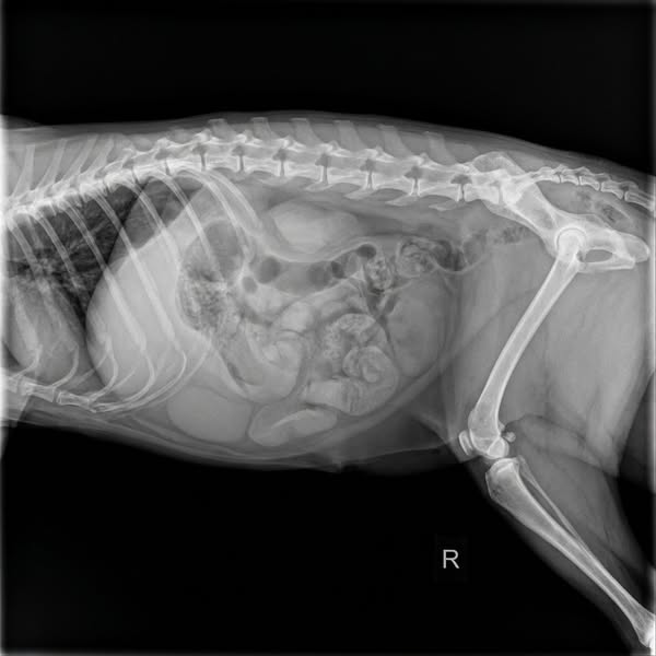 PLEASE do not use a water bowl!