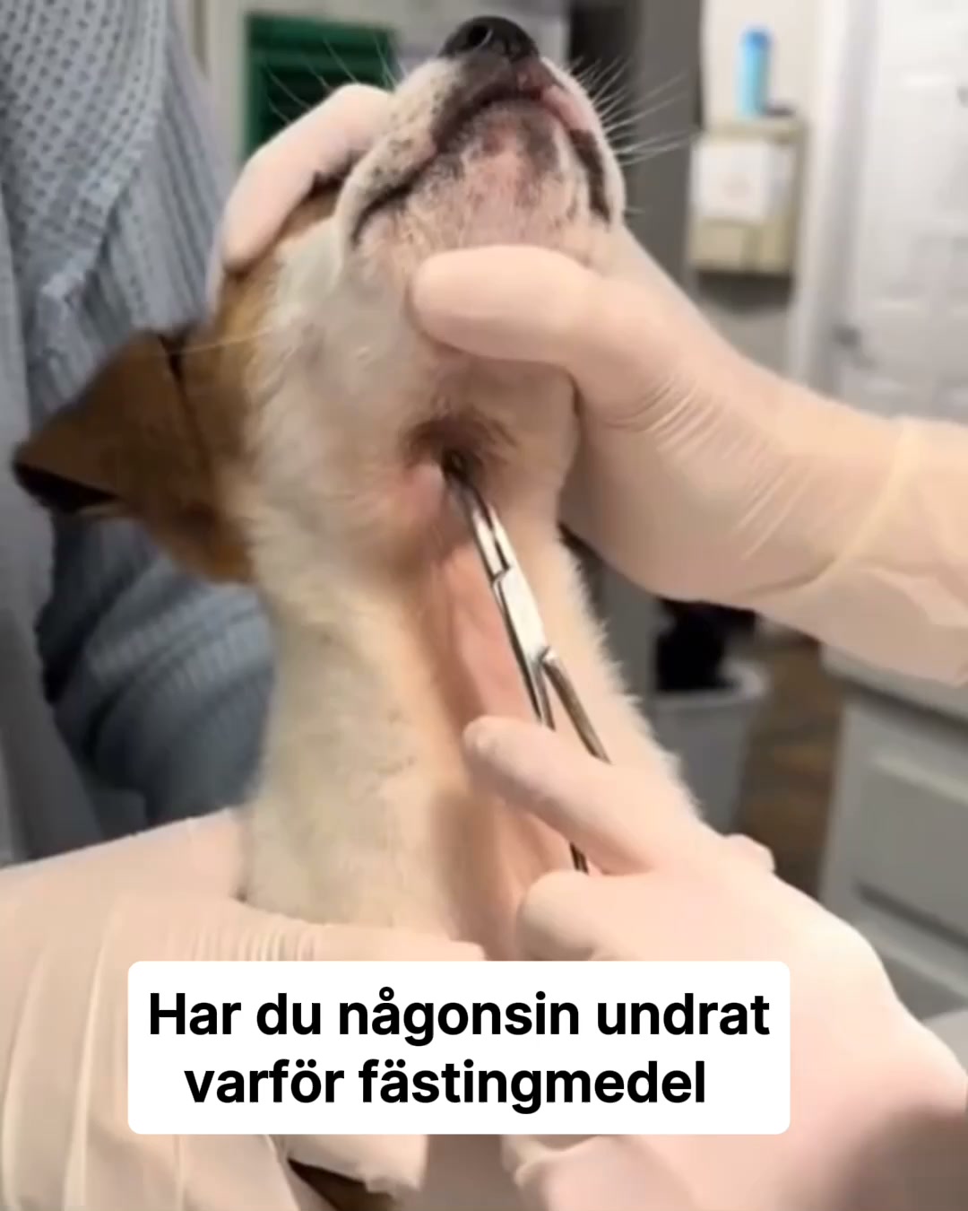 Ge din hund ett fästingfritt liv