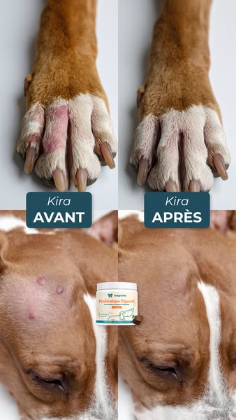 Aide ton chien dès aujourd'hui