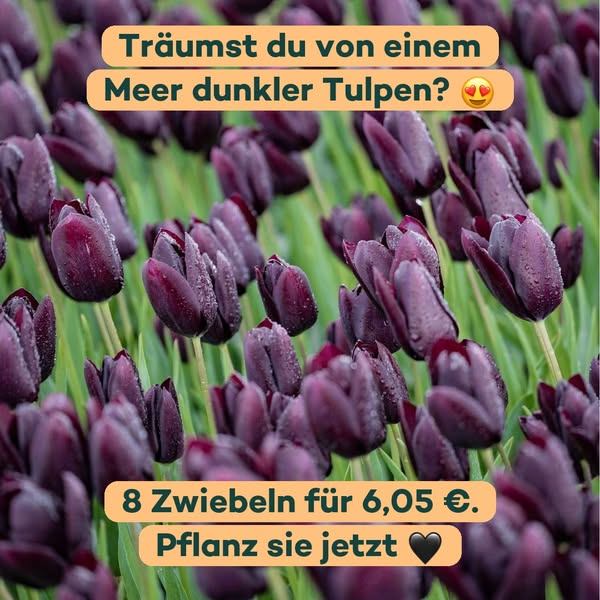 Pflanz im Herbst ein Meer dunkler Tulpen