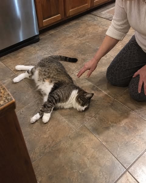 Nobody Told Me a Cat's Heart Could Fail This Quietly