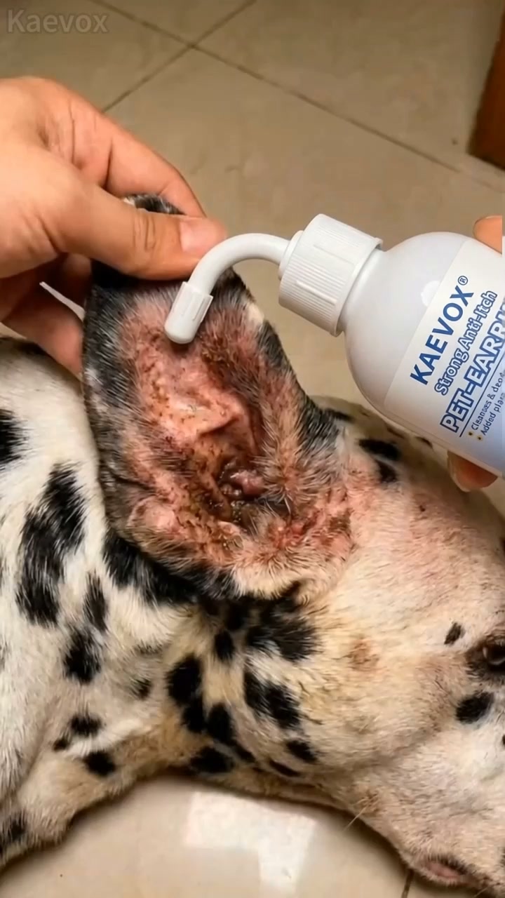 Gentle Ear Care for Happier Pets