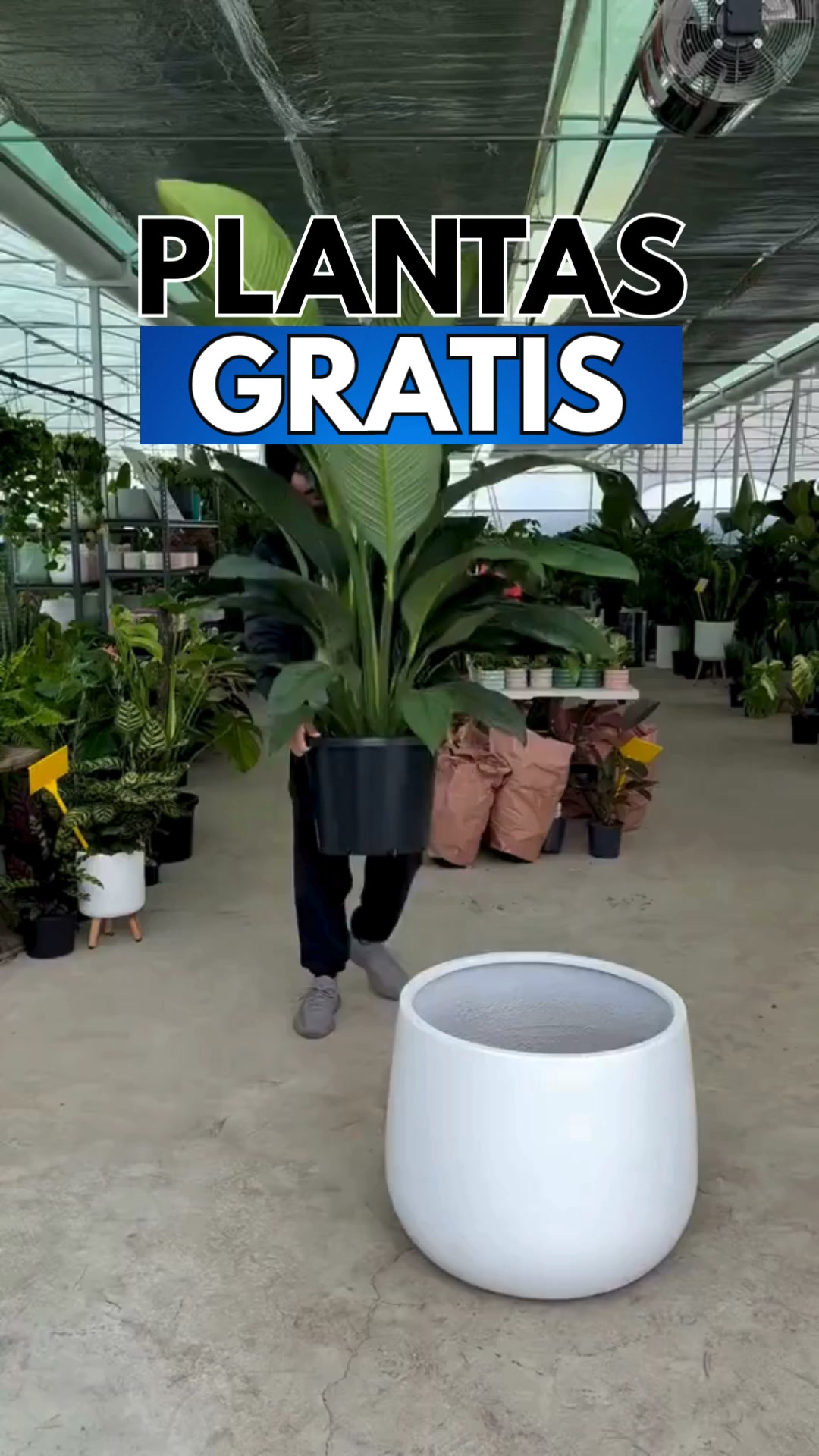 PLANTAS GRATIS