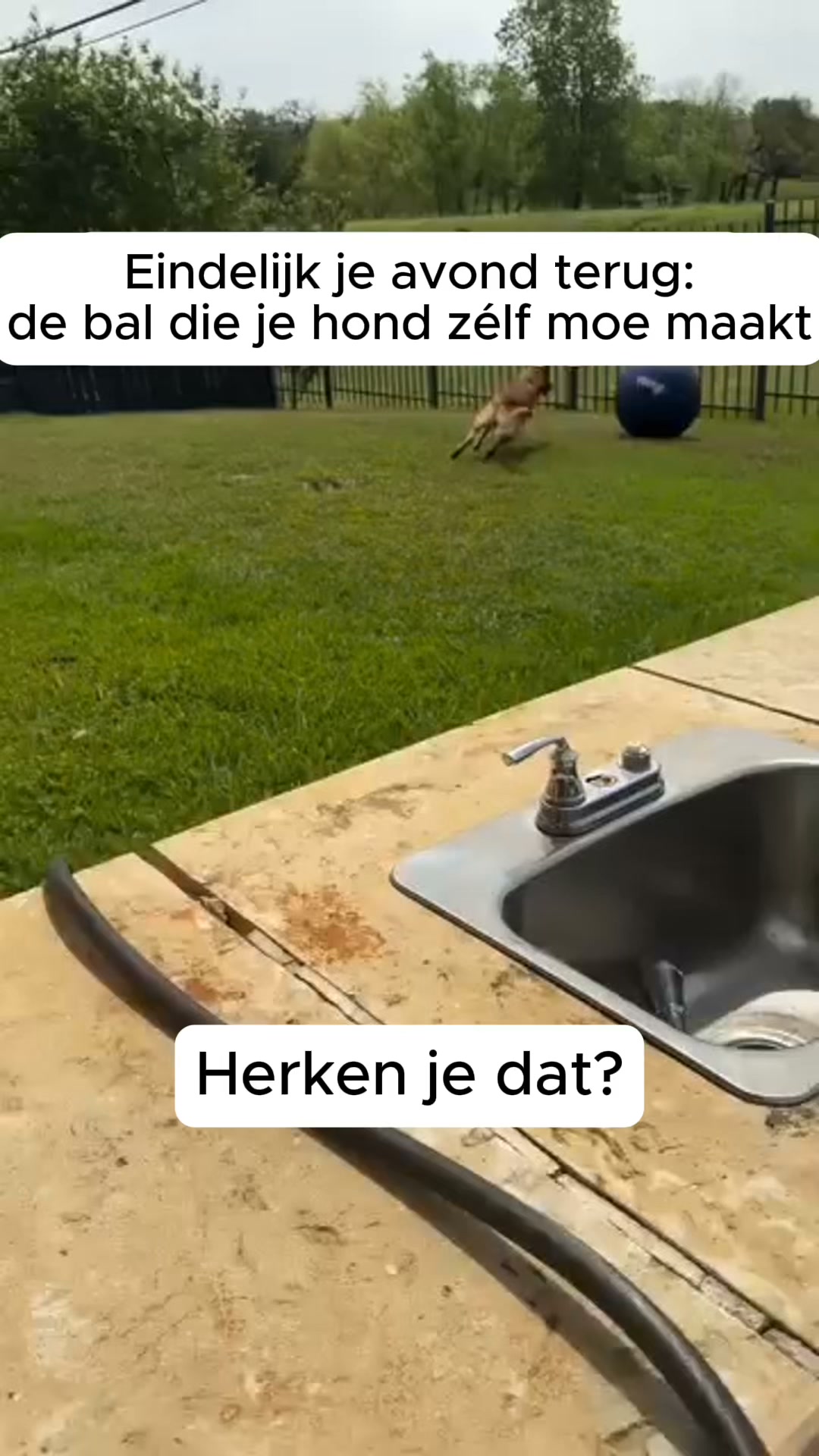 Het enige wat je hond écht nodig heeft