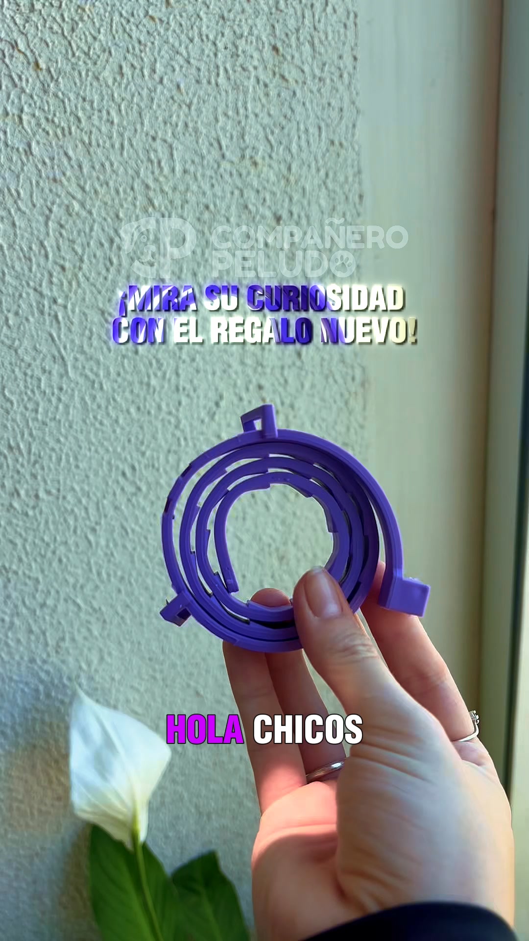 ¿Collar + Juguete de Regalo? ¡Sí!