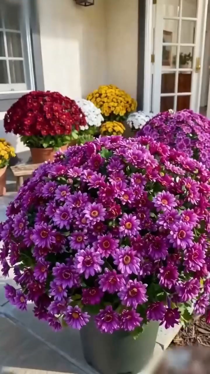 Chrysanthèmes artificiels d'extérieur (nuances coucher de soleil)