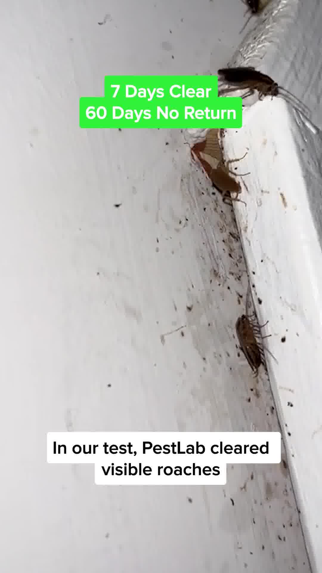 No More Roaches