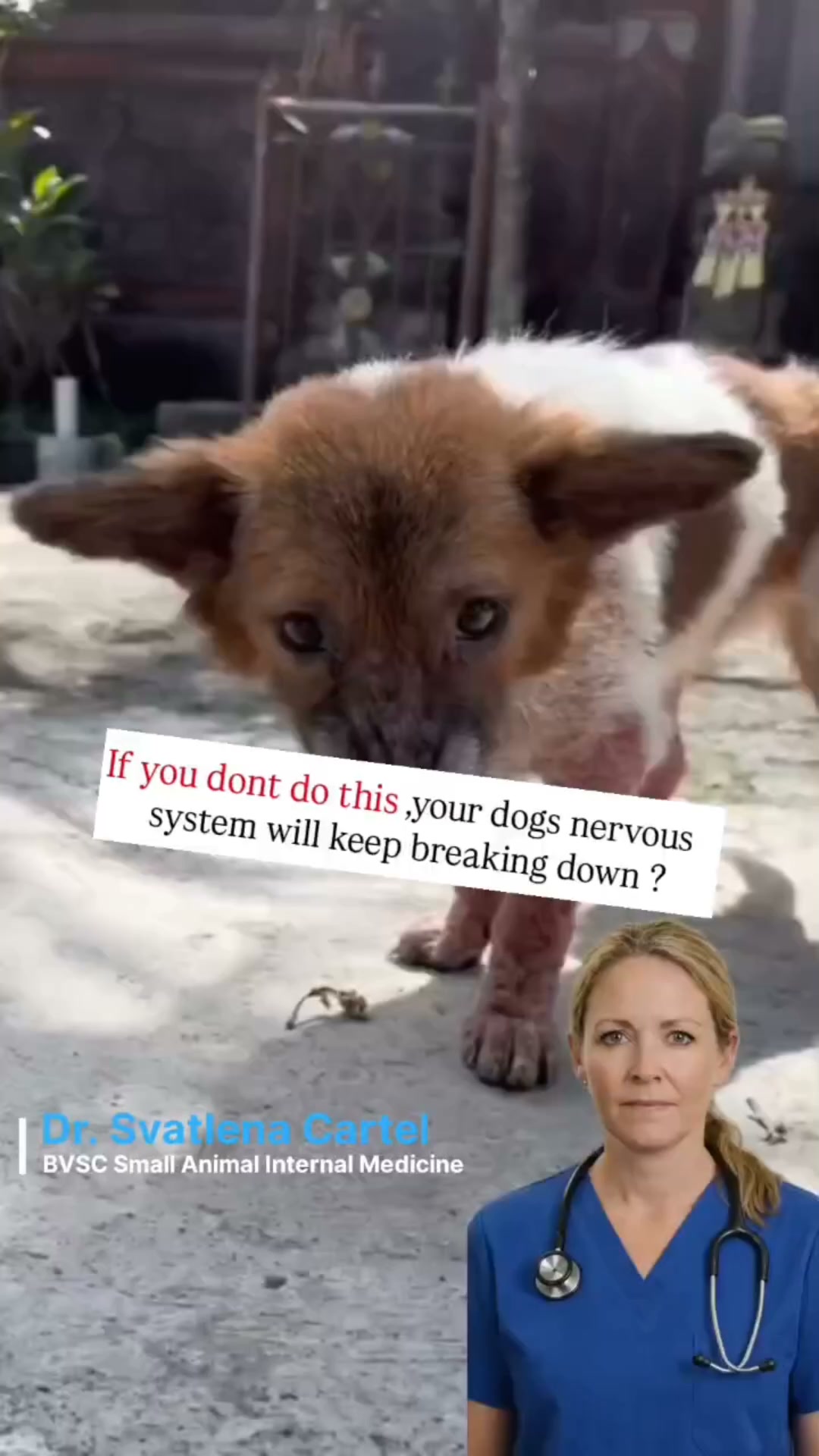 Your dog feels stress four times more than you do. Their nervous system needs support too.