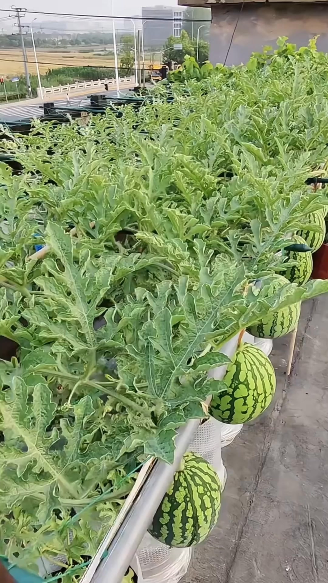 Anúncio de PetalPocket Seeds