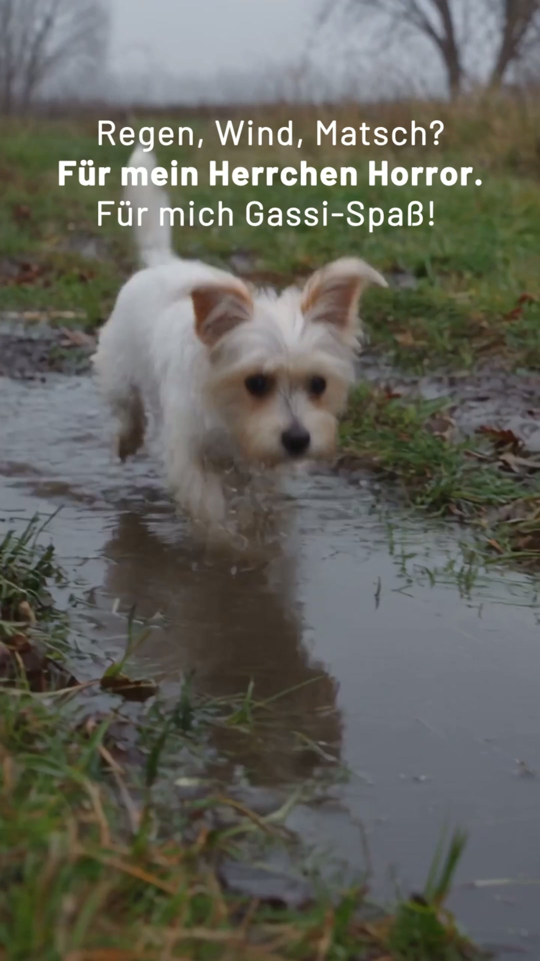 Dein Hund ist bereit. Deine Hose auch?