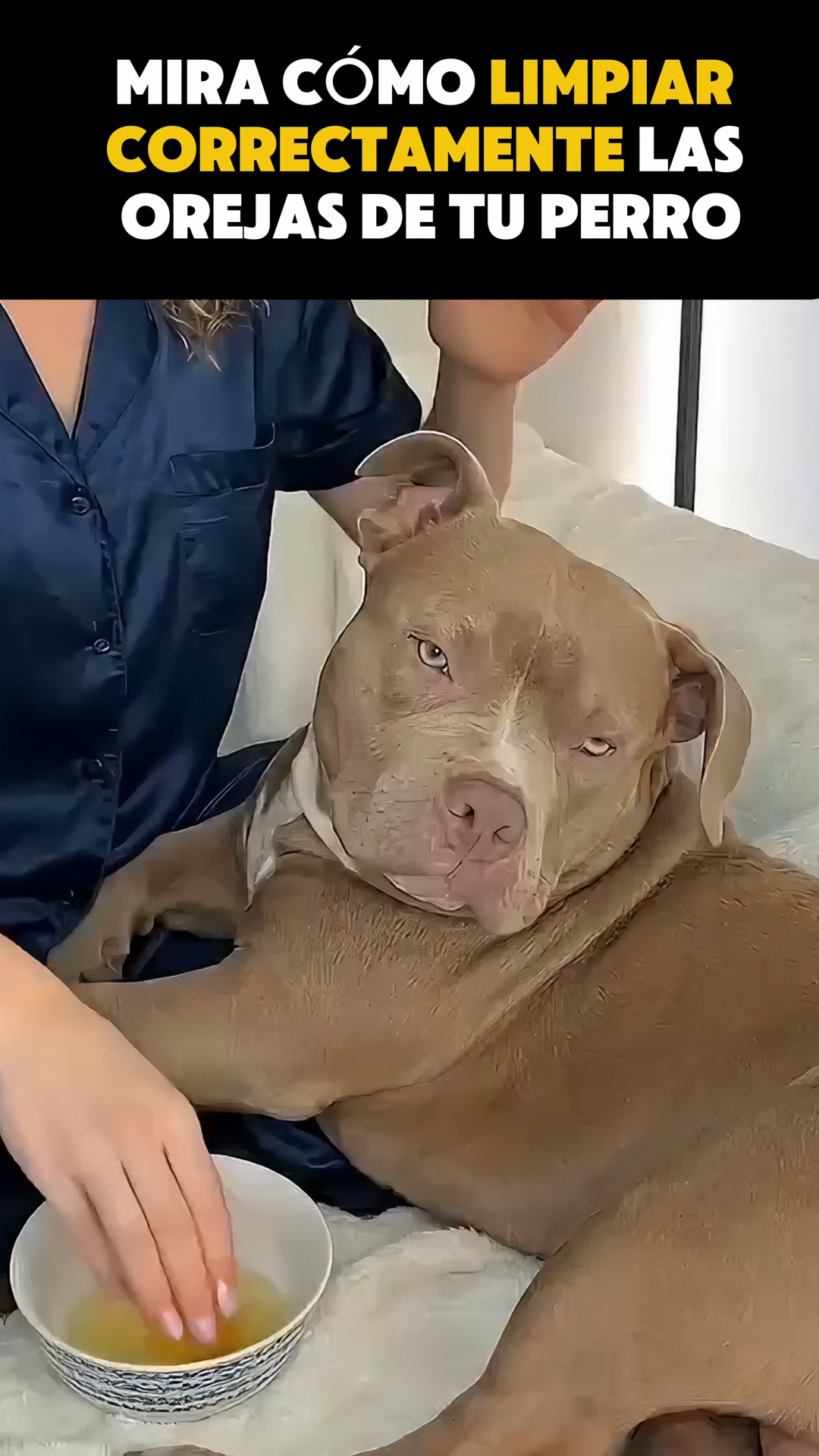 Ultimas UNIDADES! — Limpiador de oídos Peludos · sin alcohol - Para perros y gatos