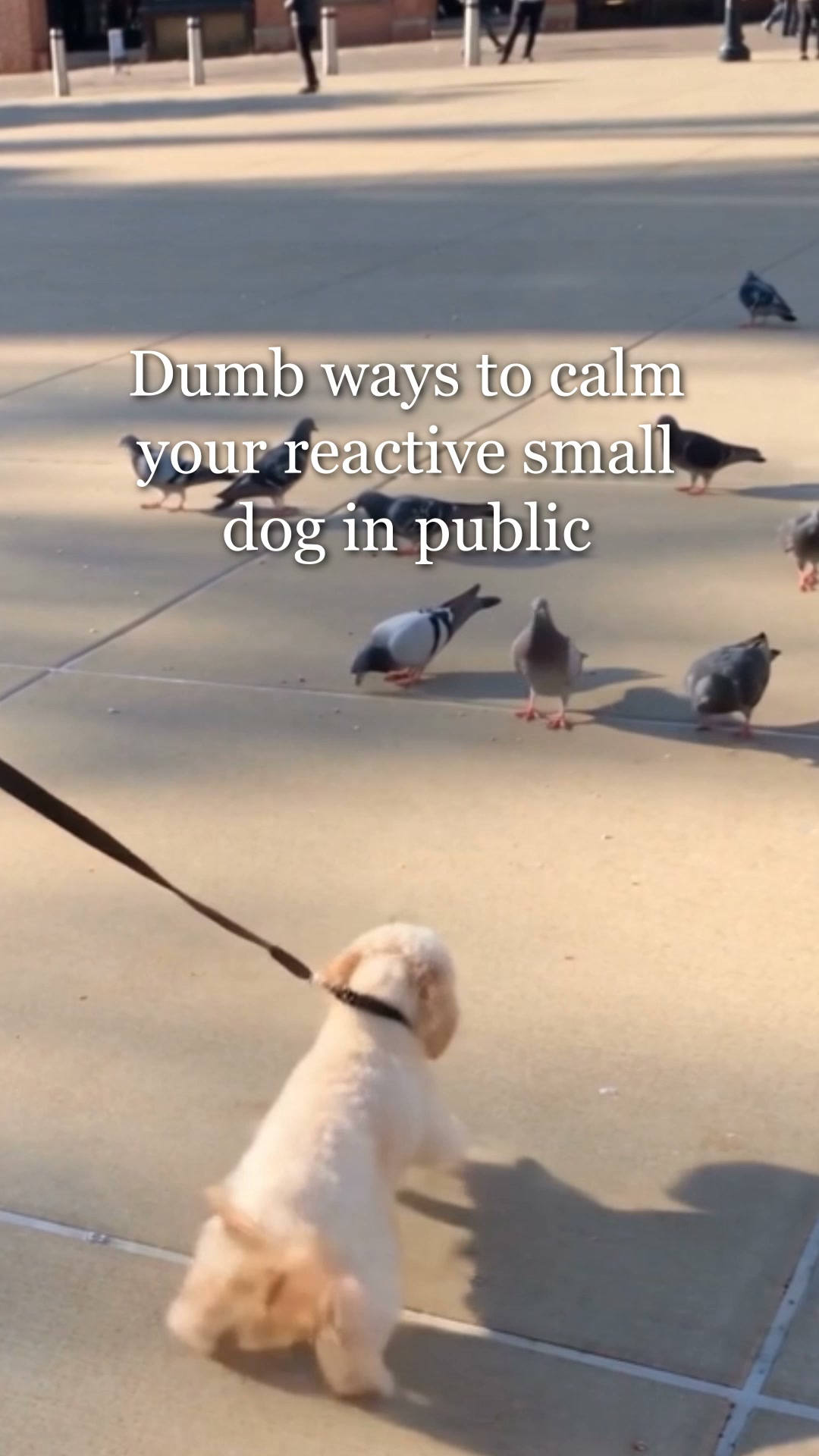 Start Small Dog Manners Routine ▶