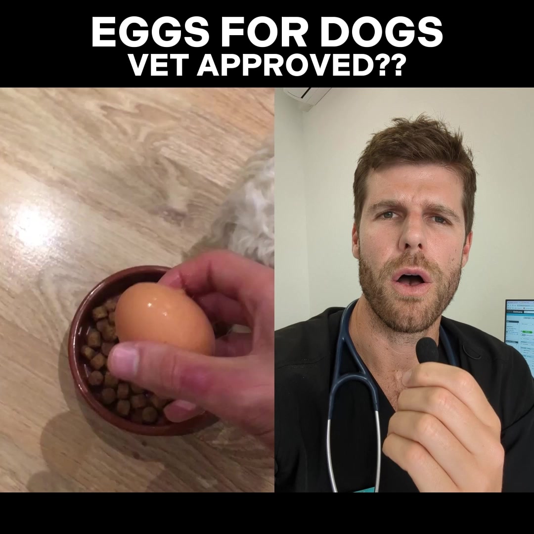 How These Dog Lived To 30