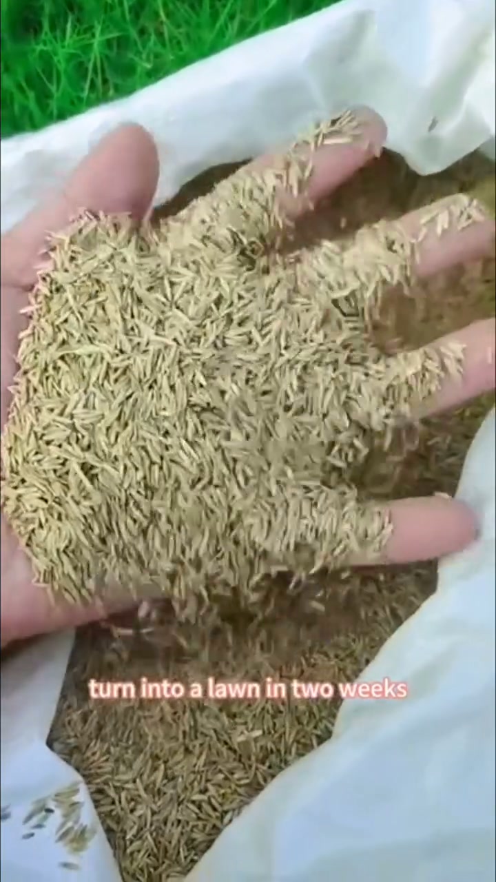 HOT SALE 49% OFF | 2026 Evergreen Dwarf 7-DAY SPROUT50% OFFGrass Seed for Four Seasons