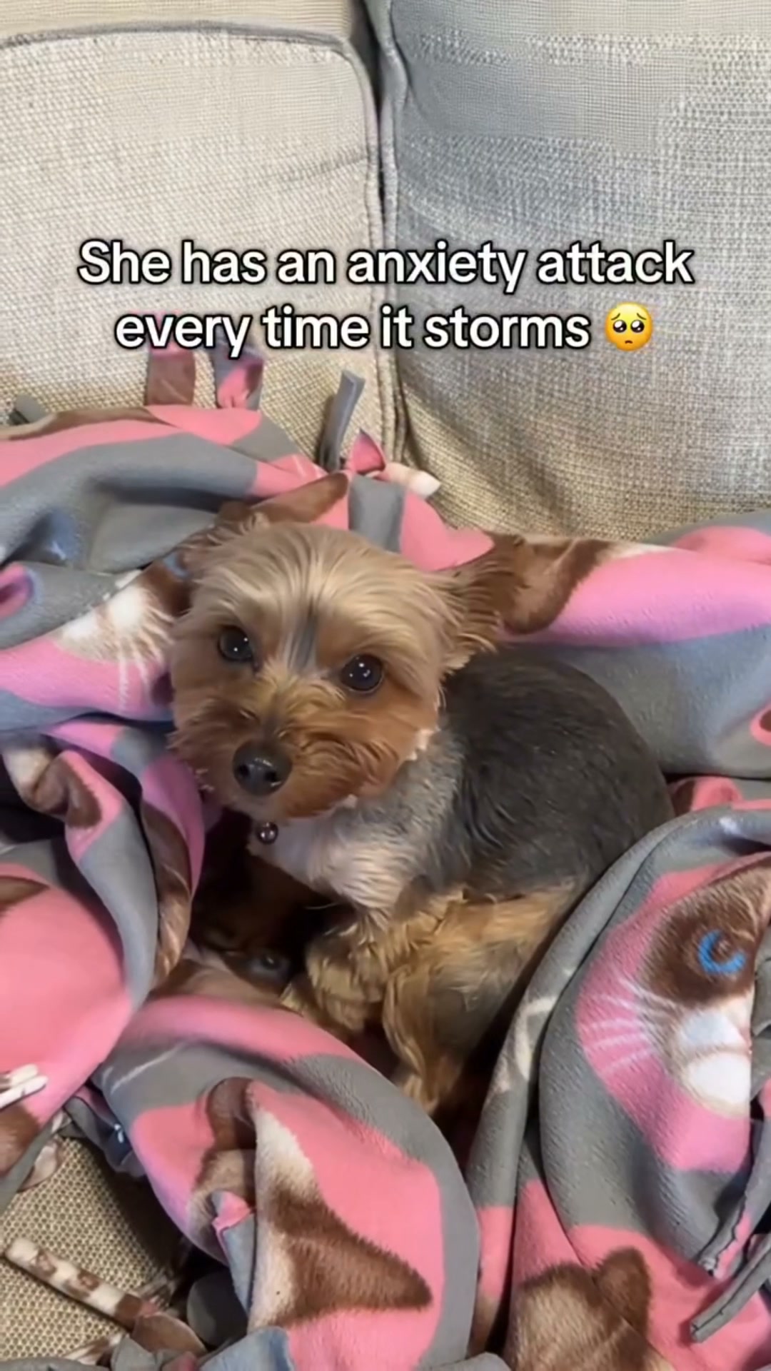 Game Changer for Anxious Dogs
