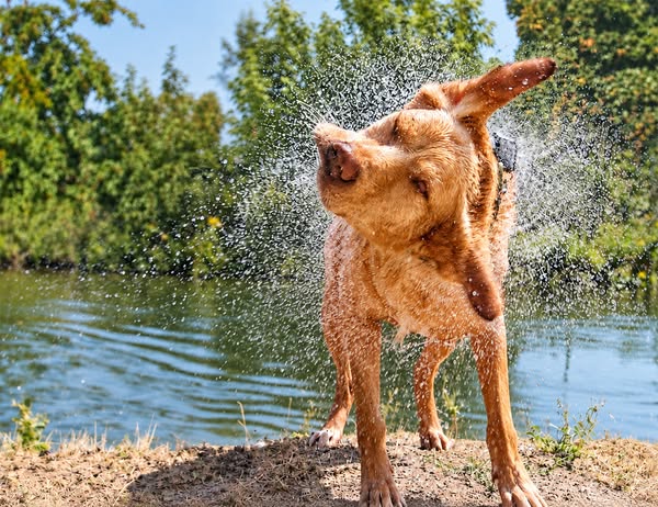 Mijn hond Jip ruikt nat, mijn huis eindelijk weer fris!
