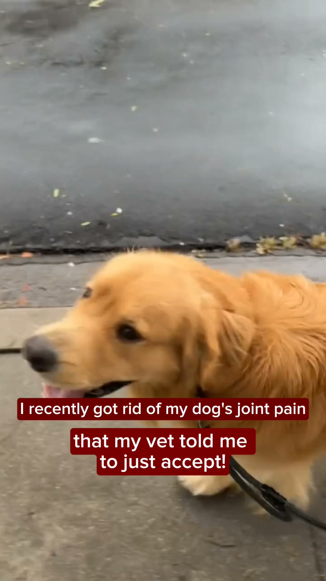 Help your dog move freely again