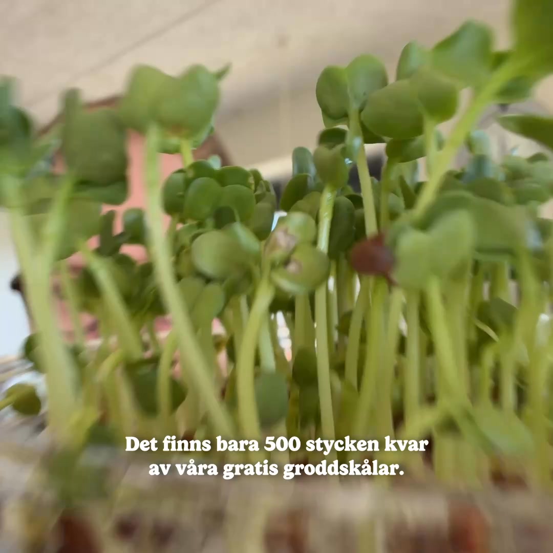 GRATIS ODLINGSSKÅL (ENDAST I AUGUSTI)