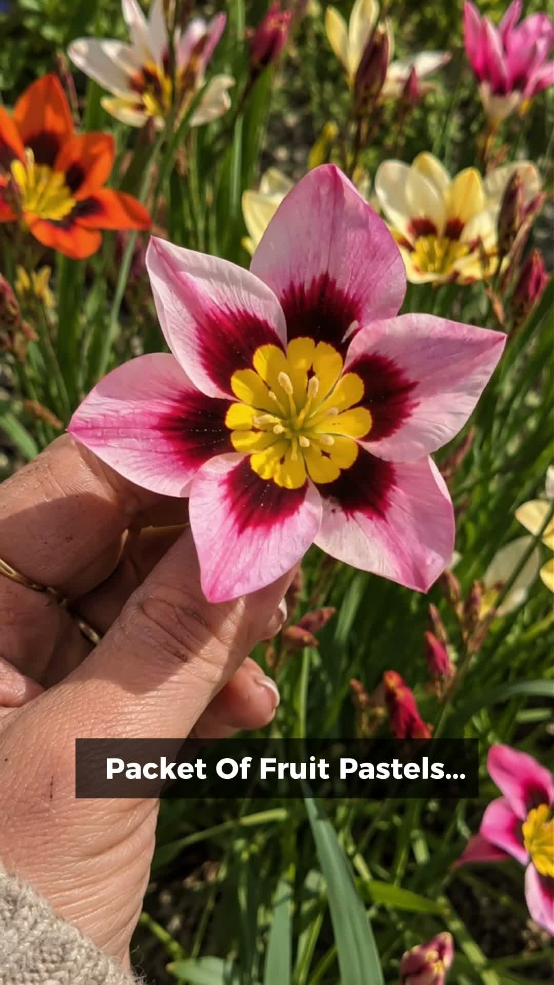 The Sweet Shop Flower