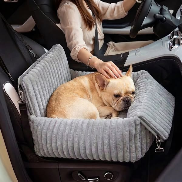 Comment éviter que votre chien vomisse en voiture ?