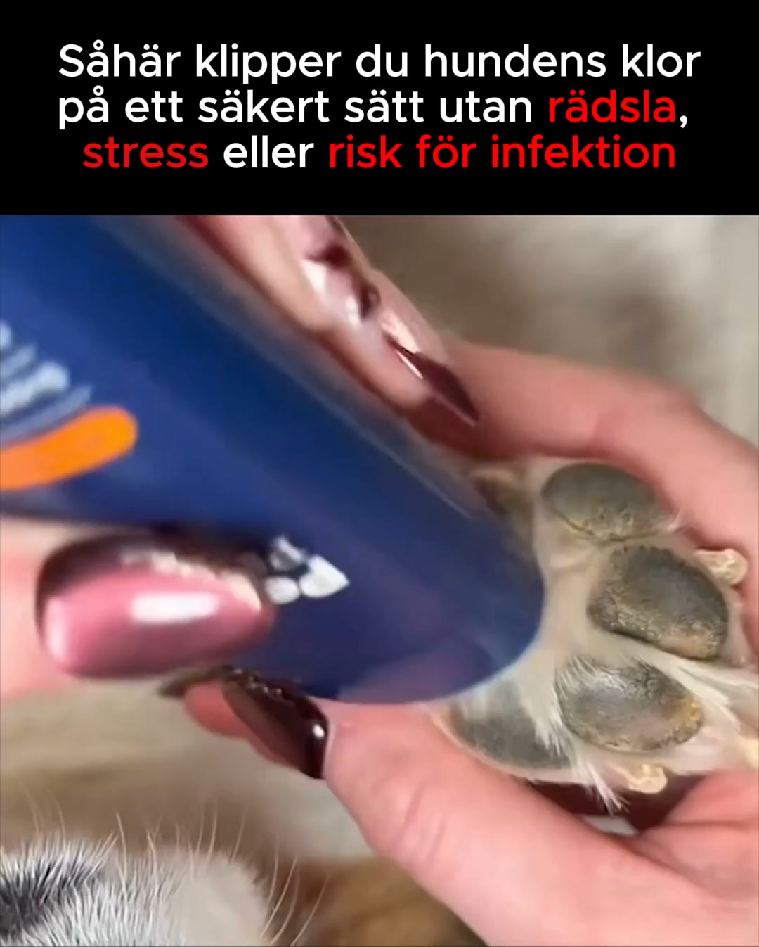 Stressfri klovård för din bästa vän!