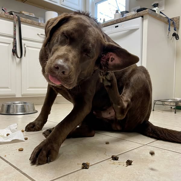 Read this if your dog keeps scratching their ears