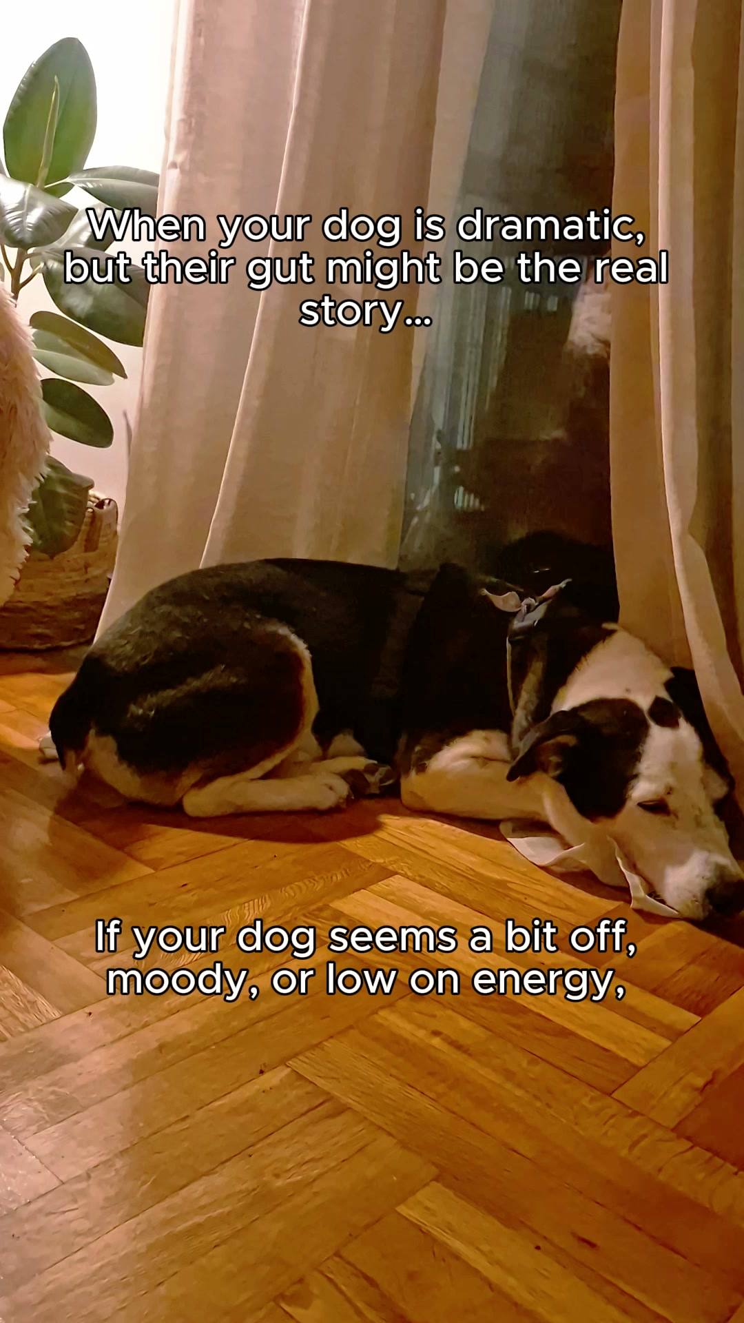 Bonza Biotics Dog Supplement
