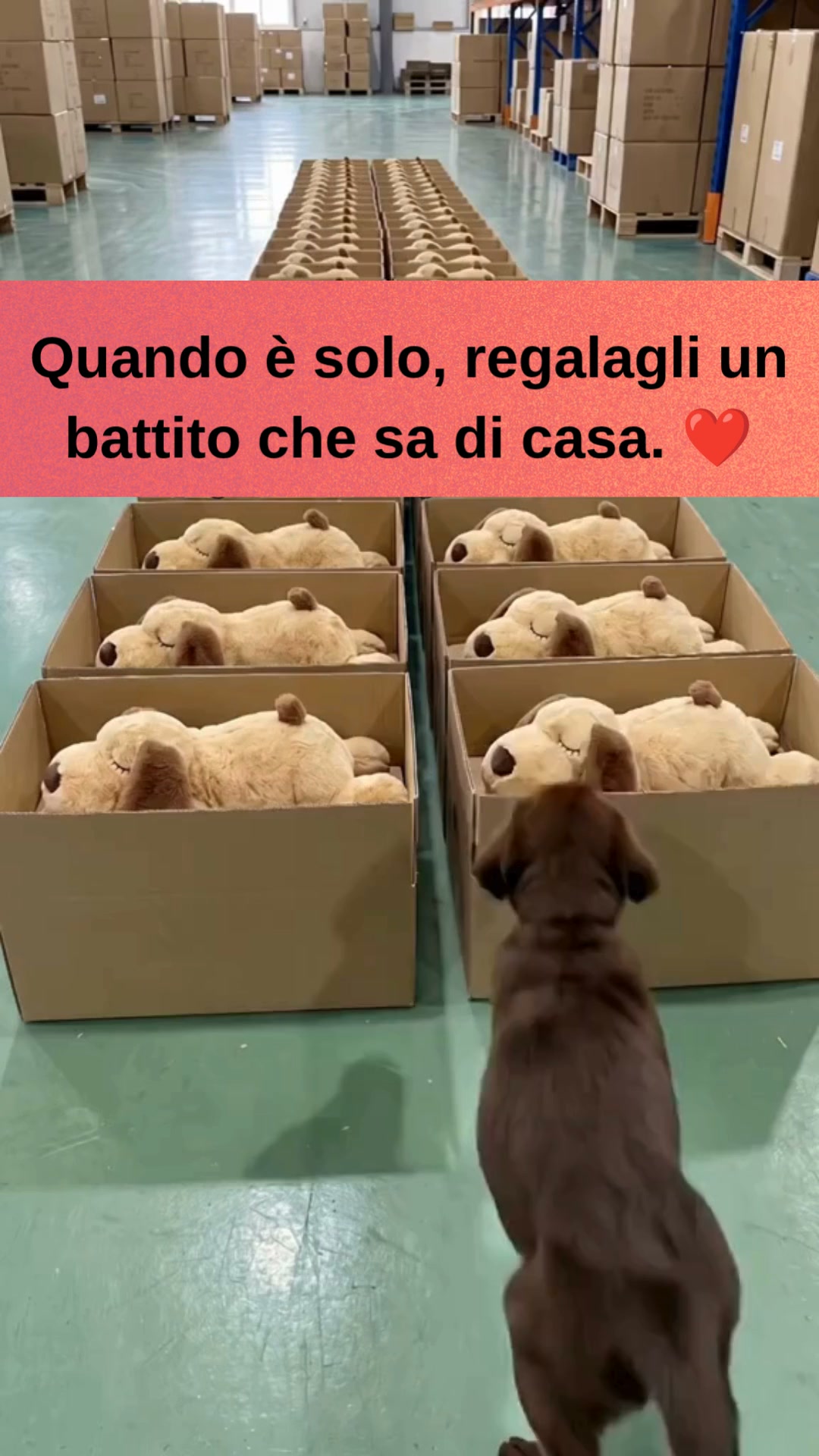 Spedizione Gratuita