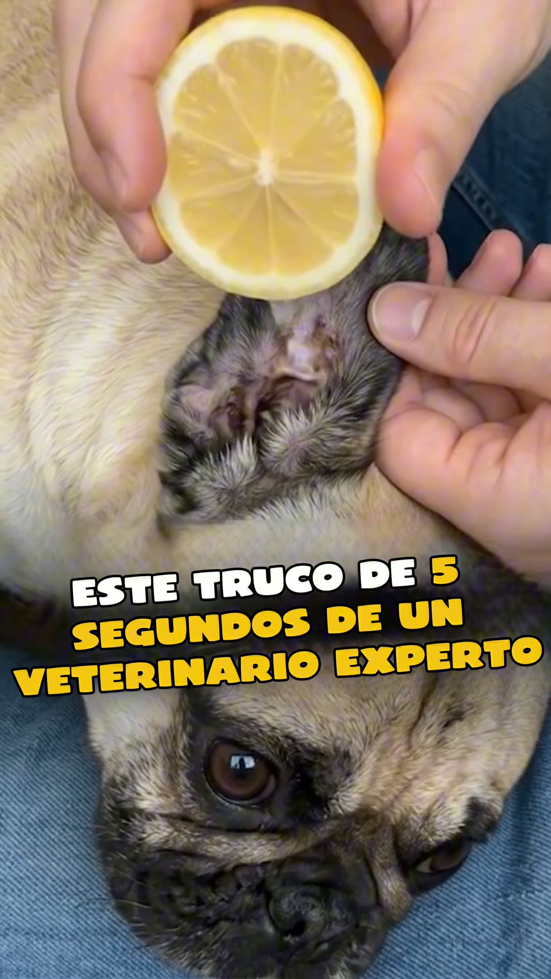 En Peludos, la salud de tu perro está en buenas manos
