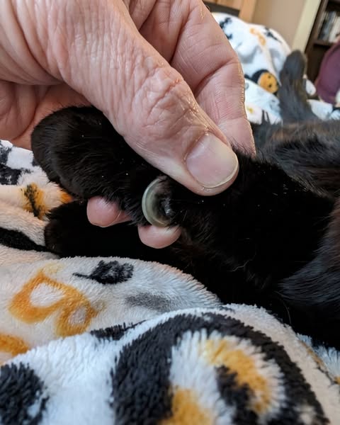 Kattenopvang onthult slimme nageltruc