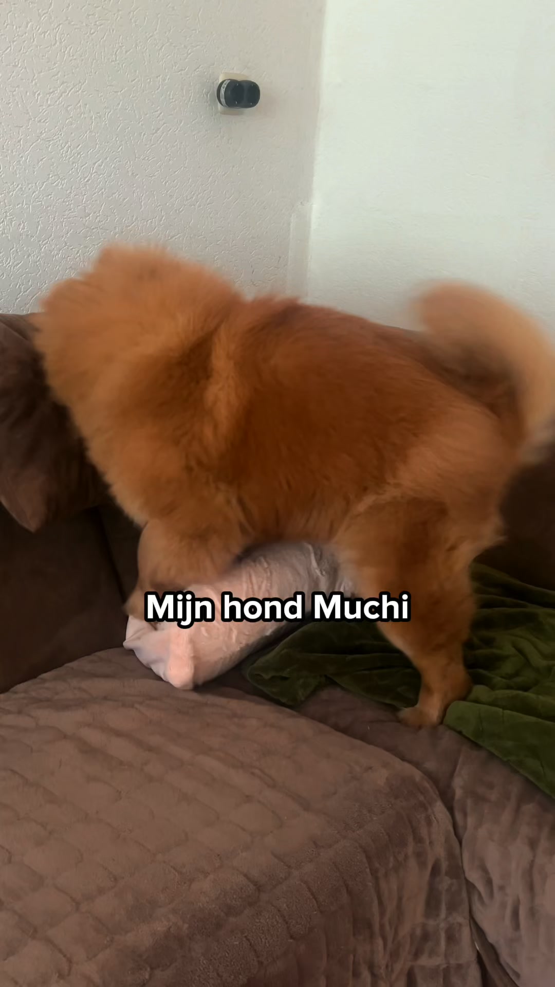Ontdek de snackbox voor jouw hond