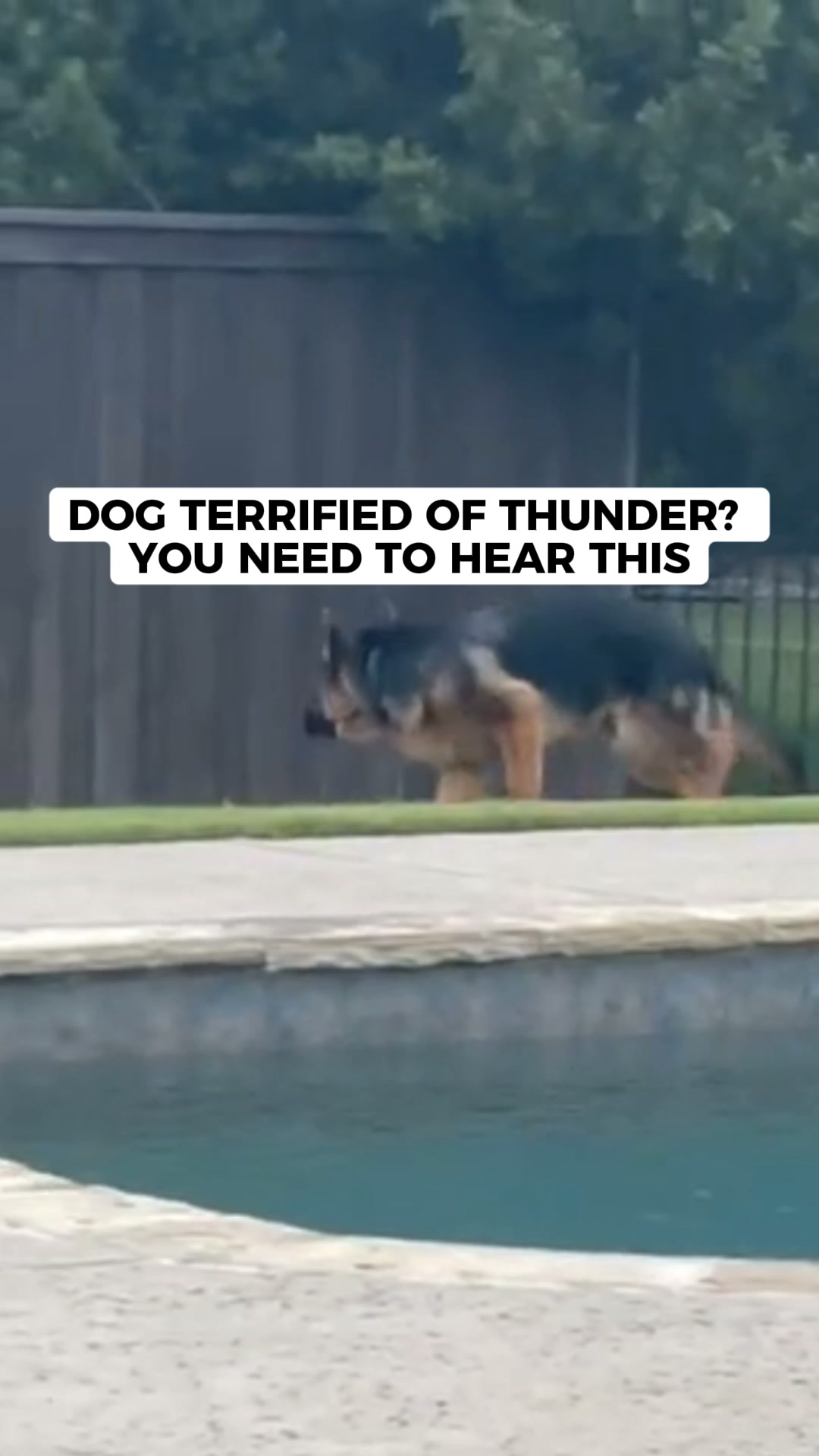 Your Vet Won't Tell You This About Storm Anxiety