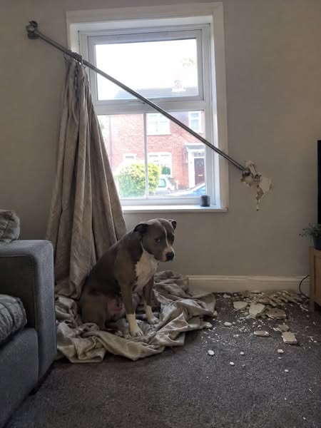 How To Fix Your Dog's Reactivity