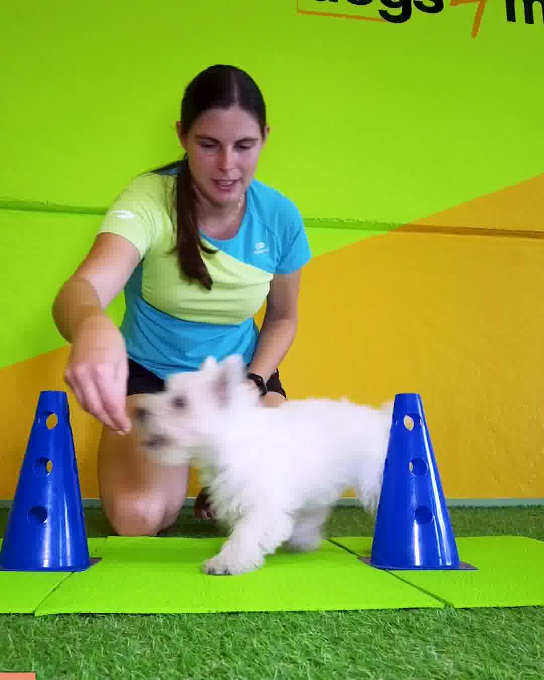 Discover Expert Secrets of Puppy Fitness