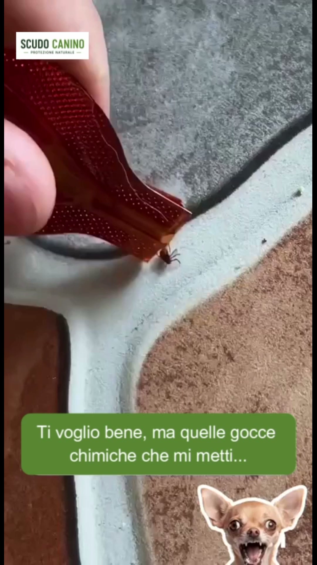 Ti sei mai chiesto cosa c'è davvero sul pelo del tuo cane?