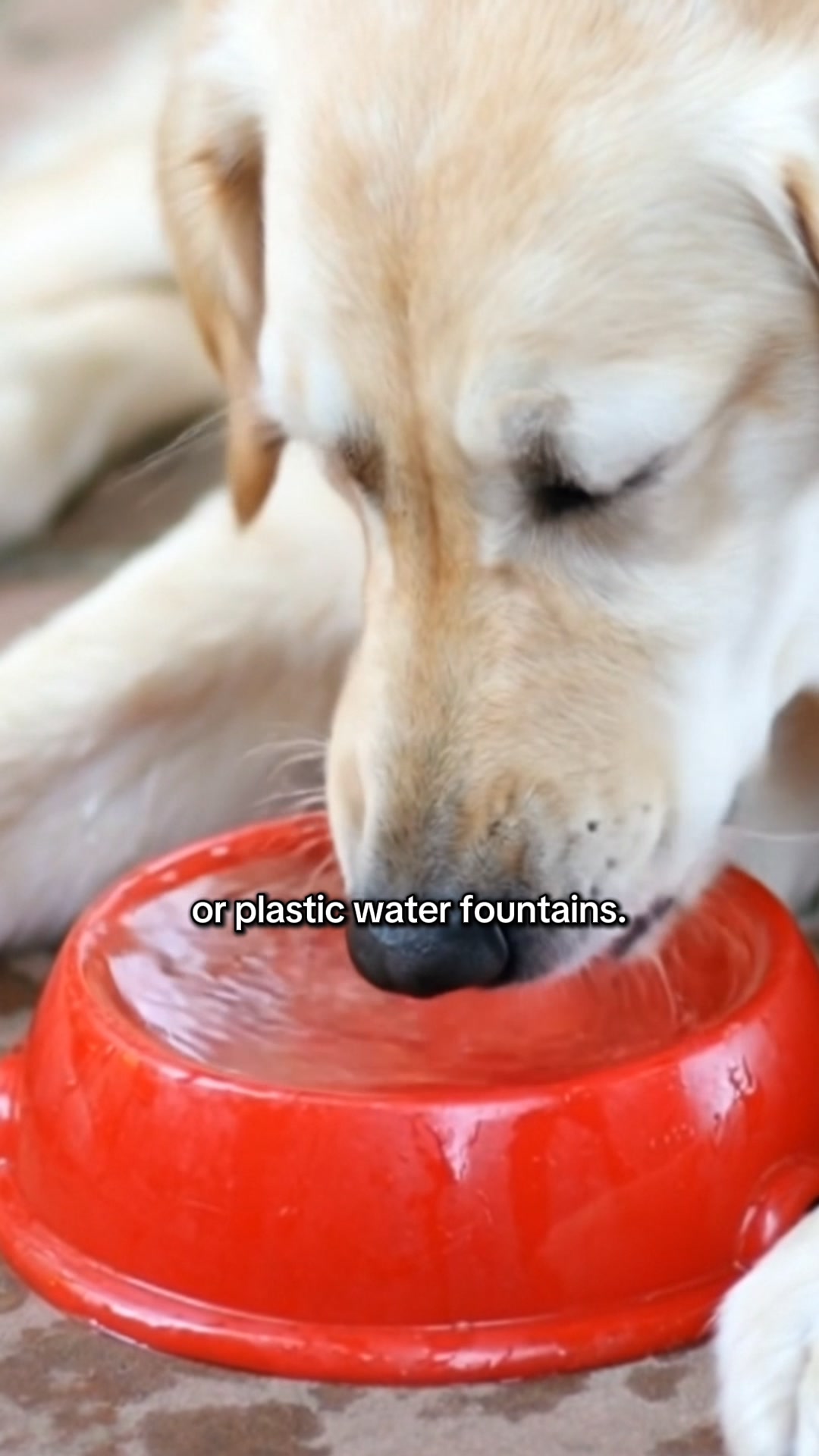 Ditch The Plastic Dog Bowl