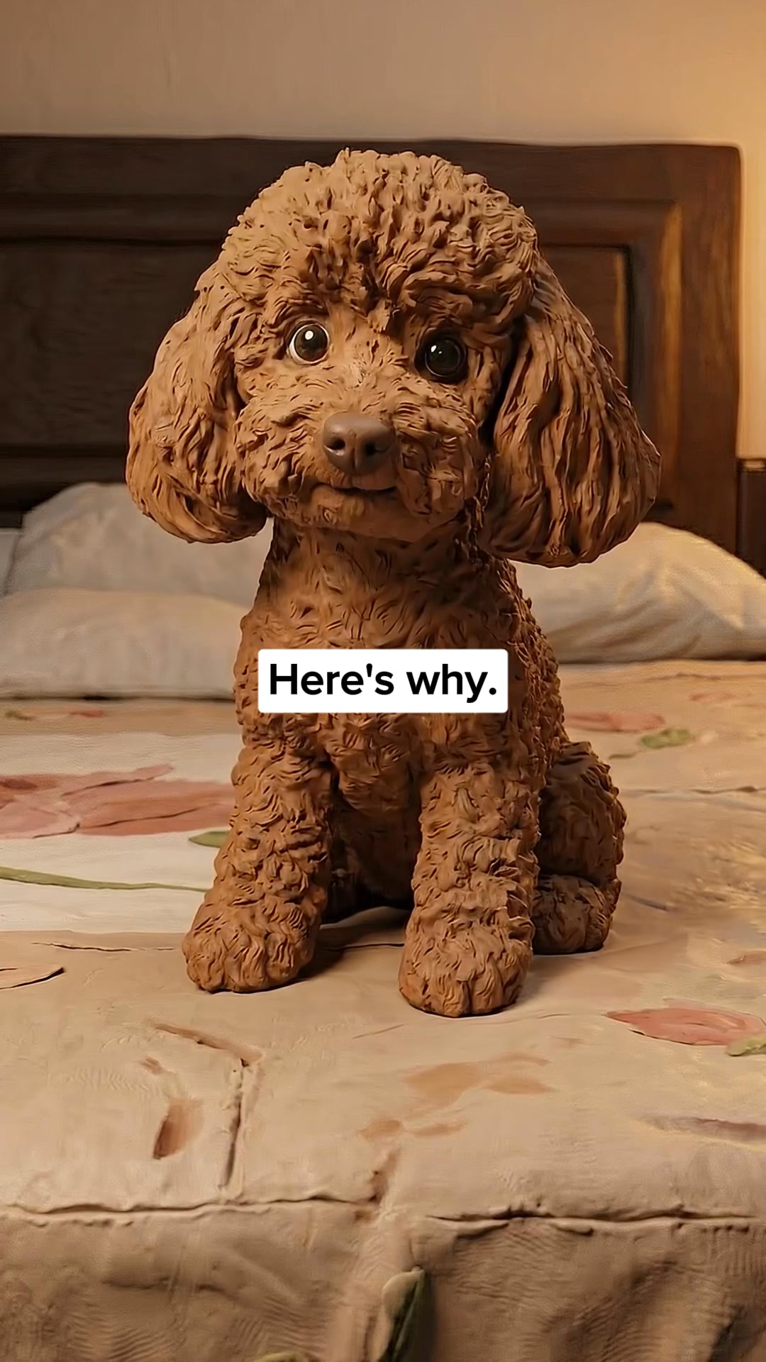Help your anxious dog feel safe and calm